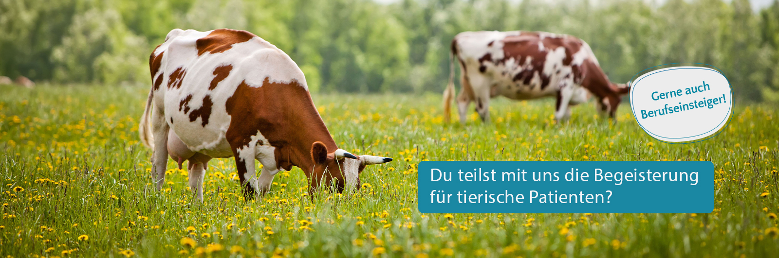 Rindertierarzt_Job_Rind