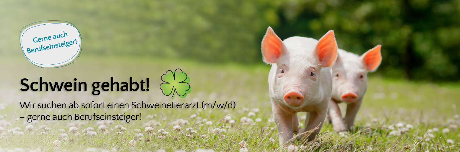 Schweinetierarzt