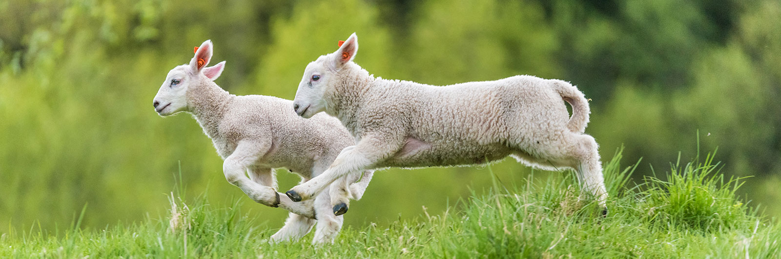 Zwei springende Lämmer auf einer grünen Wiese vor unscharfem Waldhintergrund – lebendige Szene in freier Natur, Symbol für Tierwohl, Frühling und artgerechte Schafhaltung.