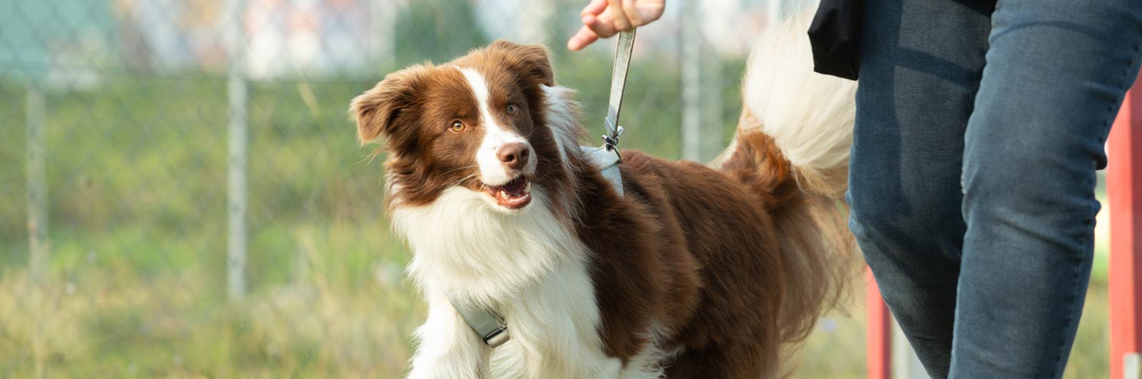 termine_hundeschule_slider