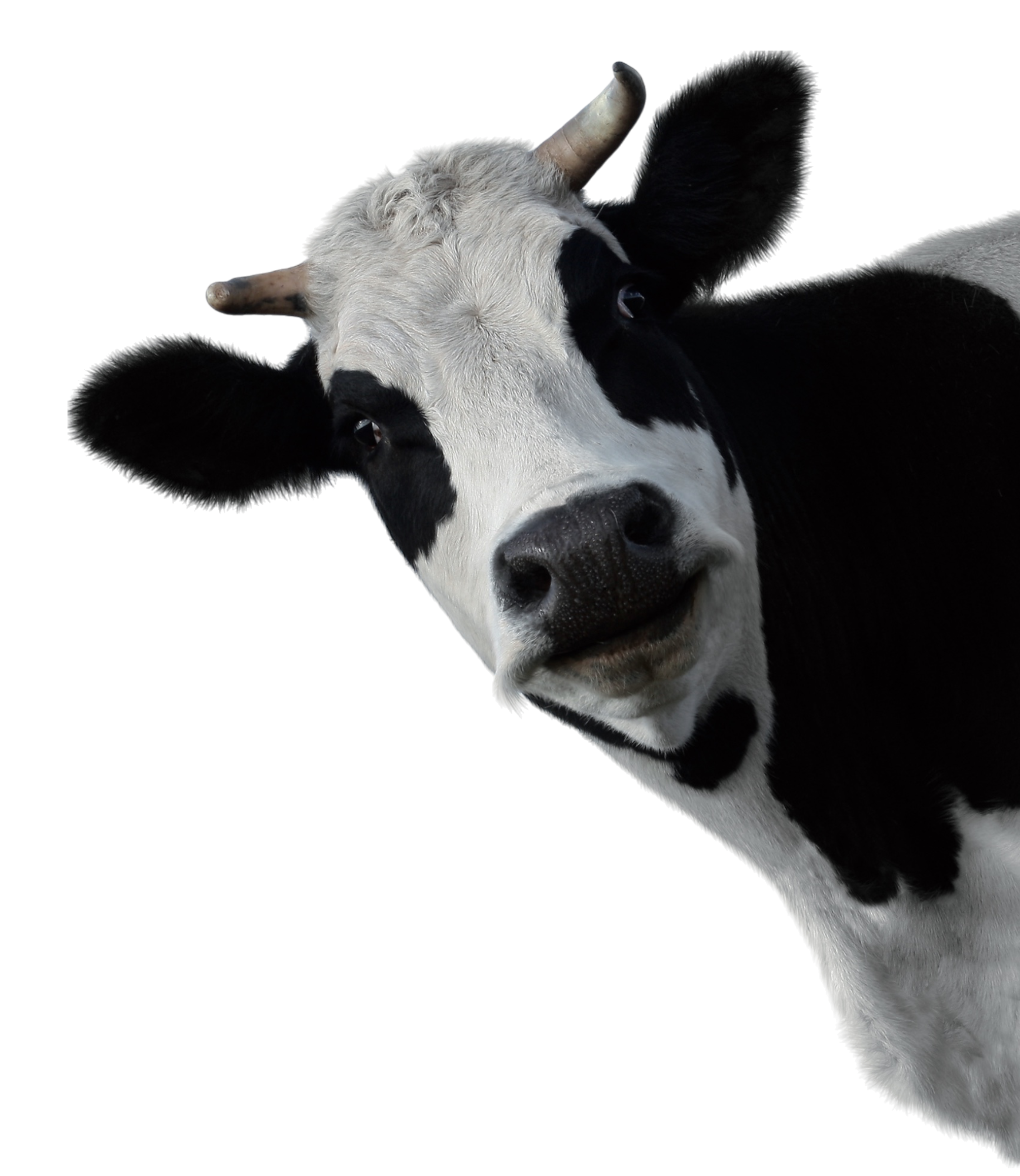 Eine schwarz gefleckte Kuh blickt aus dem Bildschirmrand