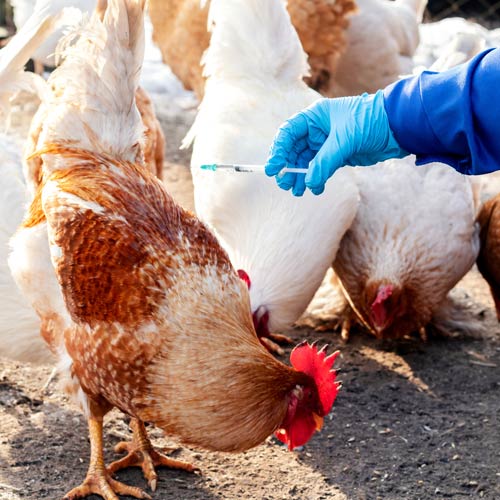 Ein Huhn wird geimpft