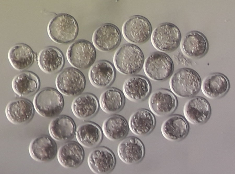 Embryotransfer 01