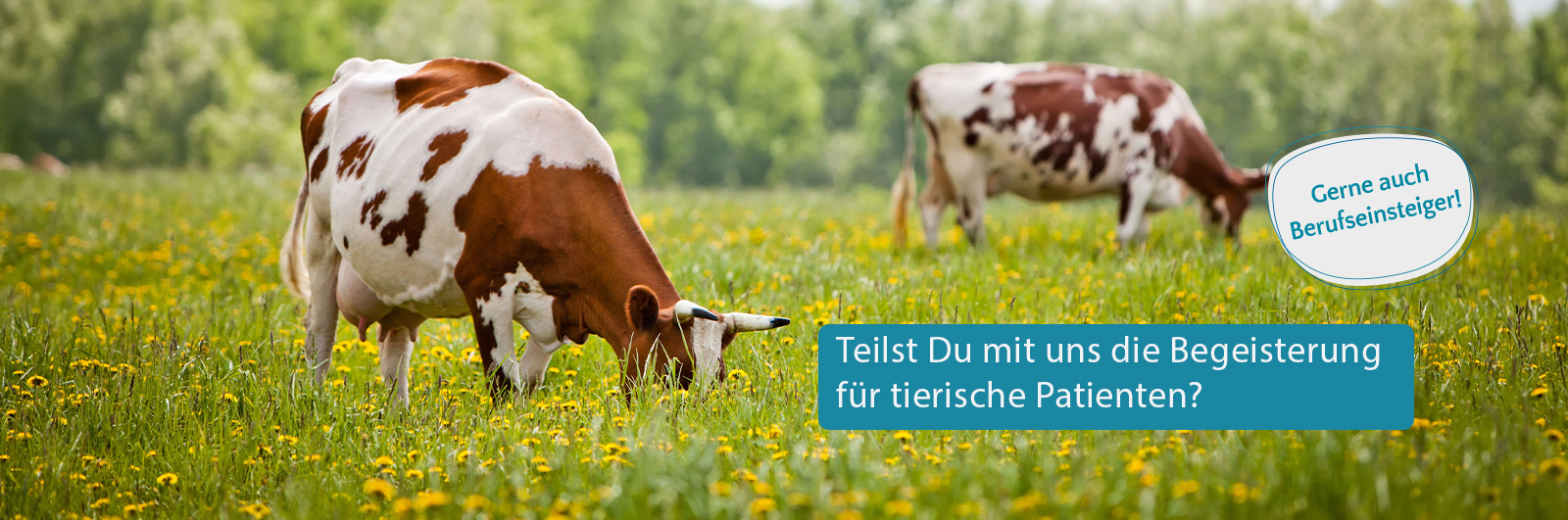 Zwei braun-wei&szlig; gefleckte K&uuml;he grasen auf einer bl&uuml;henden Wiese. Text im Bild: &bdquo;Teilst Du mit uns die Begeisterung f&uuml;r tierische Patienten?&ldquo; mit Hinweis: &bdquo;Gerne auch Berufseinsteiger!&ldquo;
