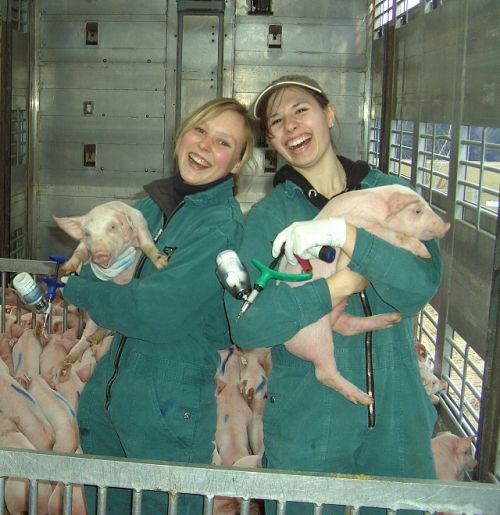 2 Frauen halten junge Ferkel auf dem Arm