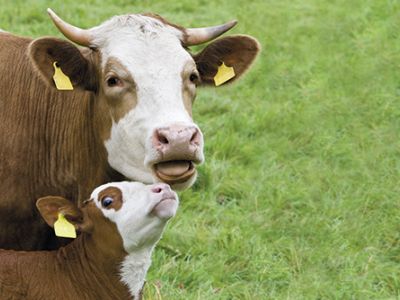 Zwei Rinder auf einer Weide.